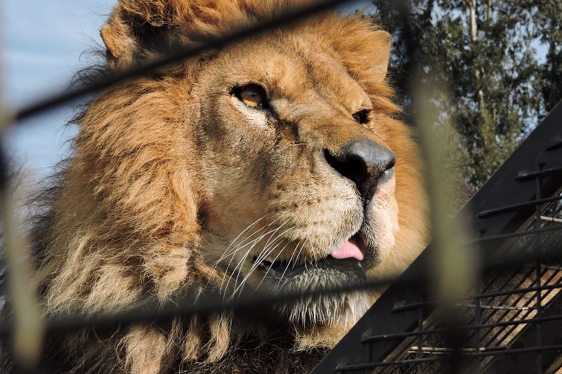 Leão em Parque Safari - Santiago do Chile
