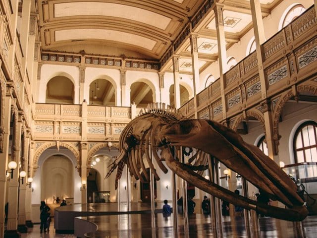 Museu Nacional de História Natural em Santiago do Chile