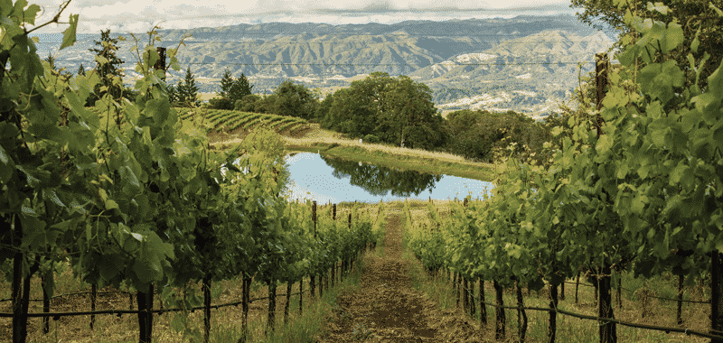 Plantação vinícola Emiliana - Chile