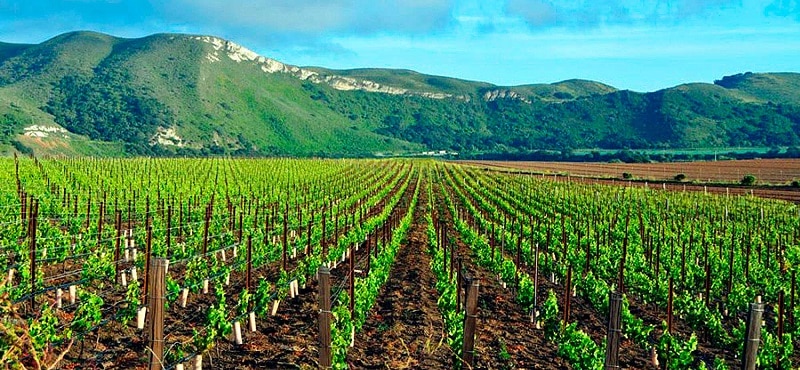 Plantação na vinícola Santa Rita
