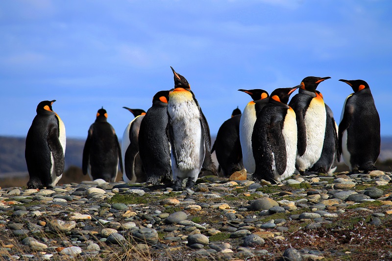 Pinguins vistos da trilha na Reserva Nacional de Magalhães