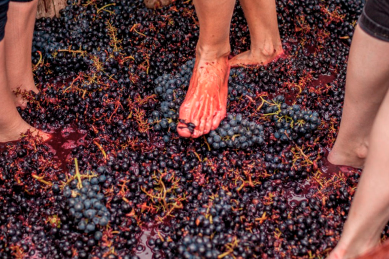 Pisa das uvas nas celebrações da colheita da uva no Chile