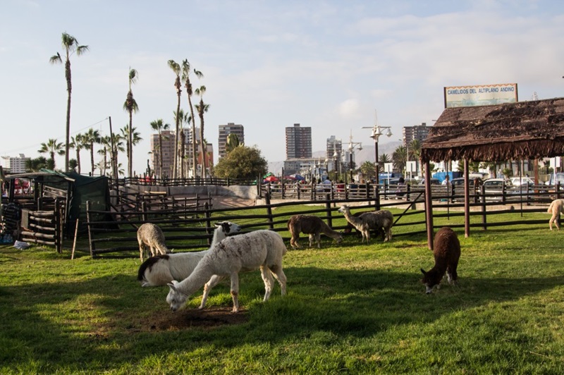 Animais no Parque Temático Cavancha em Iquique