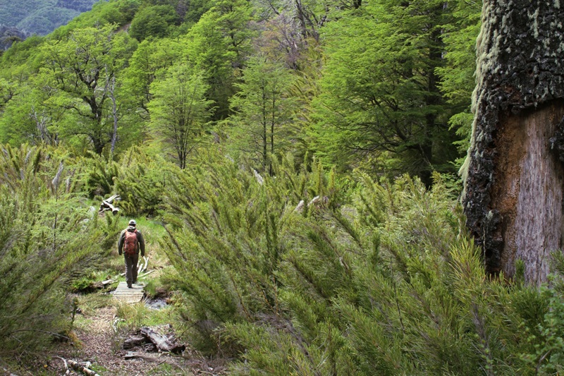 Homem em trilha na Reserva Nacional Malalcahuello perto de Temuco